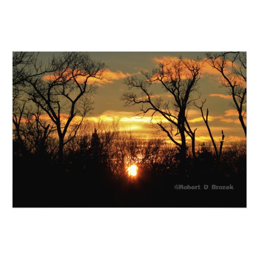Kansas Tree Silhouettes Sunset Photo Poster. Foto Afdruk (Voorkant)