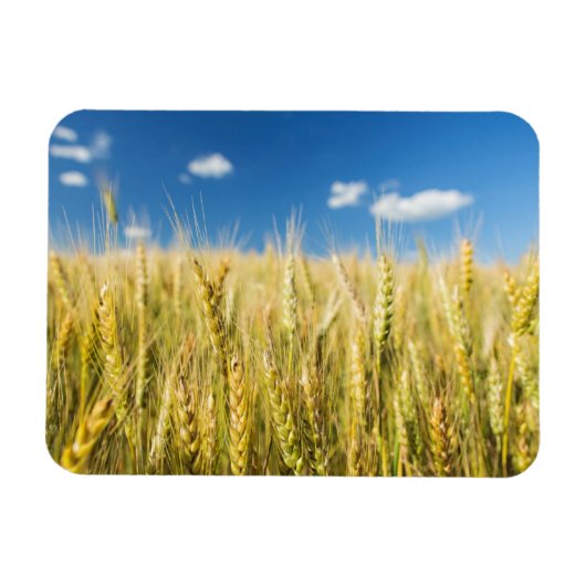 Kansas Wheat Magneet (Horizontaal)