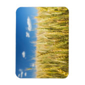 Kansas Wheat Magneet (Verticaal)