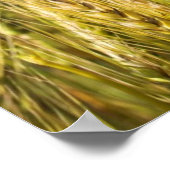 Kansas Wheat Poster (Hoek)