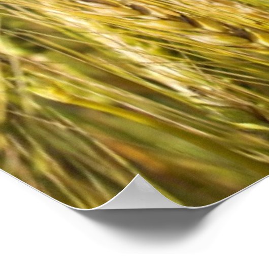 Kansas Wheat Poster (Hoek)