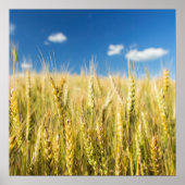 Kansas Wheat Poster (Voorkant)