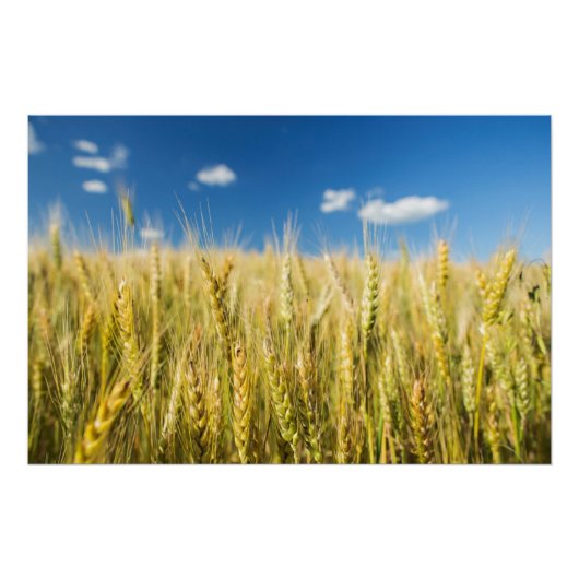 Kansas Wheat Poster (Voorkant)