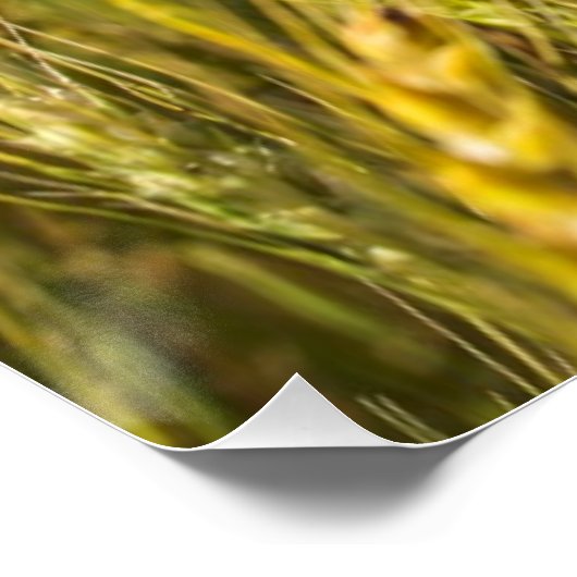 Kansas Wheat Poster (Hoek)