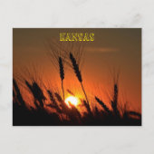Kansas Wheat Sunset silhouette Briefkaart (Voorkant)