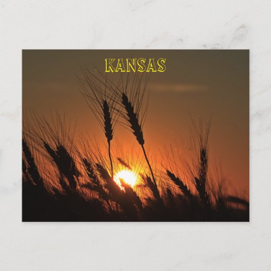 Kansas Wheat Sunset silhouette Briefkaart (Voorkant)
