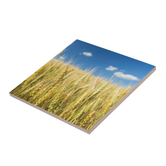 Kansas Wheat Tegeltje (Zijkant)