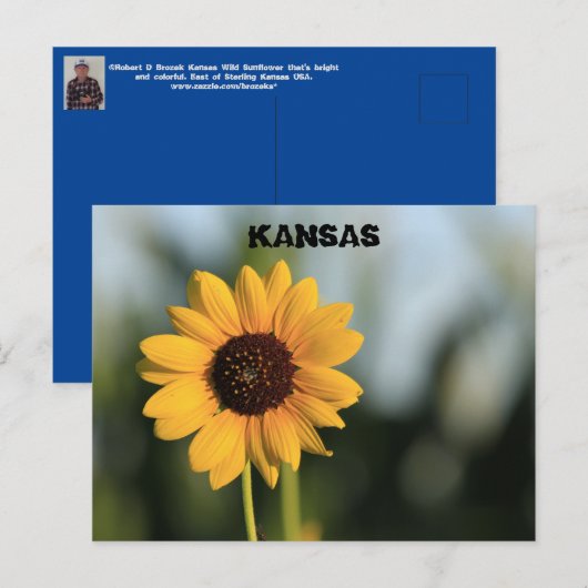 Kansas Wild Sunflower Post Kaart (Voorkant / Achterkant)