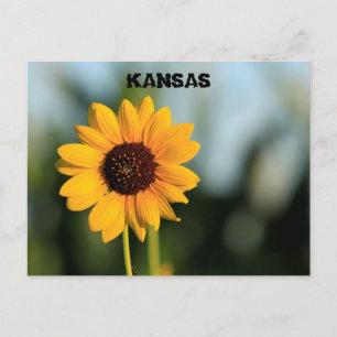 Kansas Wild Sunflower Post Kaart