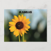 Kansas Wild Sunflower Post Kaart (Voorkant)
