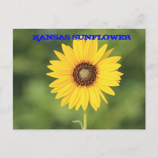 Kansas Wilde Zonnebloem Close-up Postkaart (Voorkant)