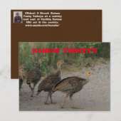 Kansas Young Turkeys Post Kaart. Briefkaart (Voorkant / Achterkant)