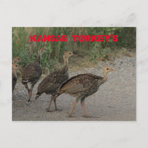 Kansas Young Turkeys Post Kaart. Briefkaart