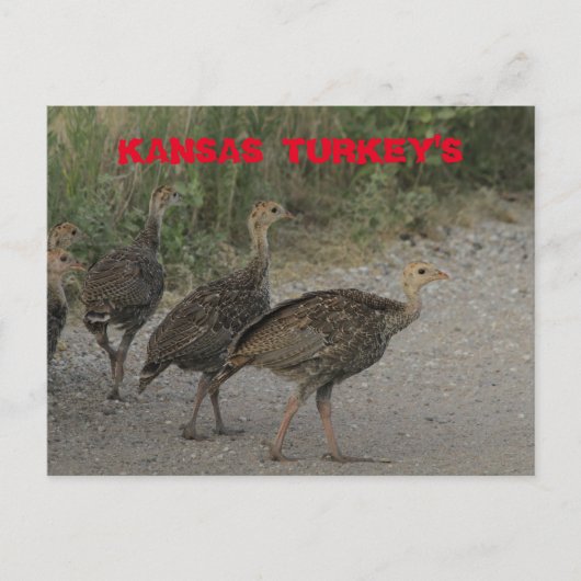 Kansas Young Turkeys Post Kaart. Briefkaart (Voorkant)