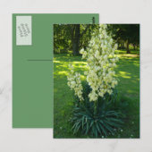 Kansas Yucca Briefkaart (Voorkant / Achterkant)