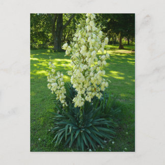 Kansas Yucca Briefkaart