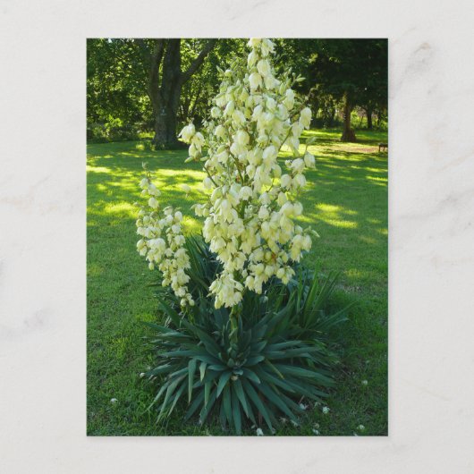 Kansas Yucca Briefkaart (Voorkant)