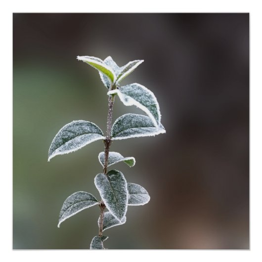 kant op bladeren perfect poster (Voorkant)