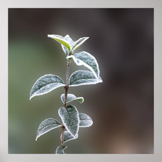 kant op bladeren poster (Voorkant)