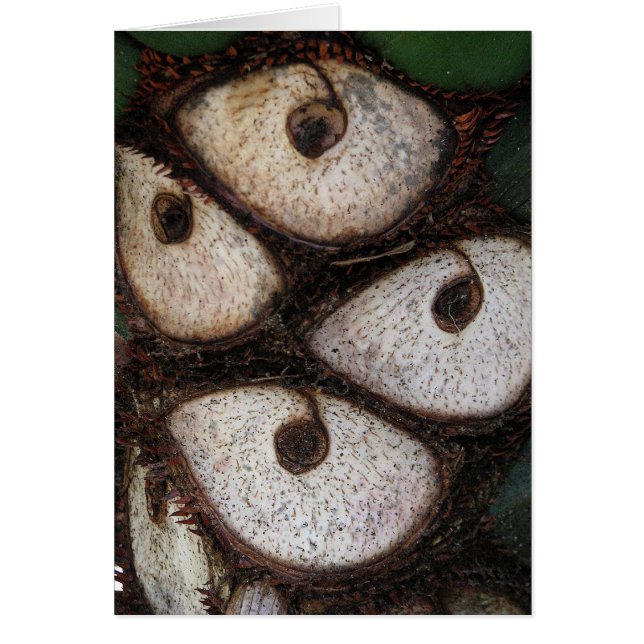 Kant van de palm (Voorkant)