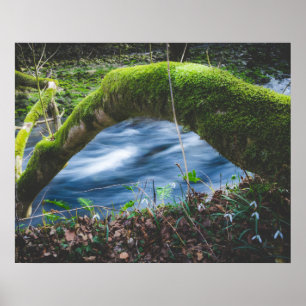 Kantelbaar magisch bos poster