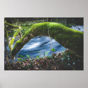 Kantelbaar magisch bos poster