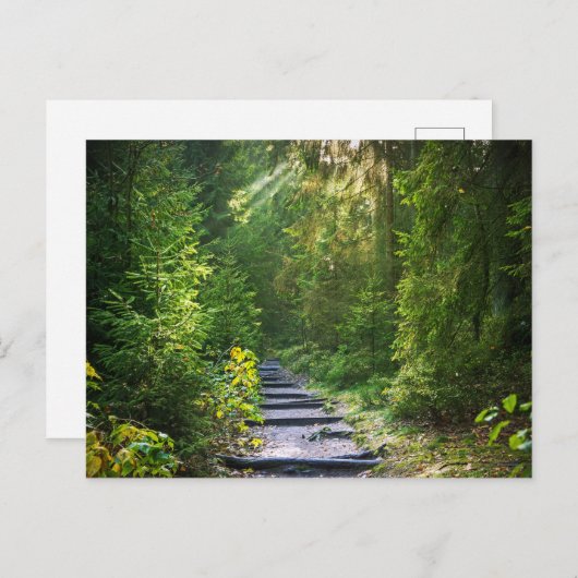 Kantelbaar Woud Pad 1 Briefkaart (Voorkant / Achterkant)