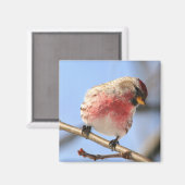 Kantelbare Redpoll Magnet (Voorkant / Achterkant)