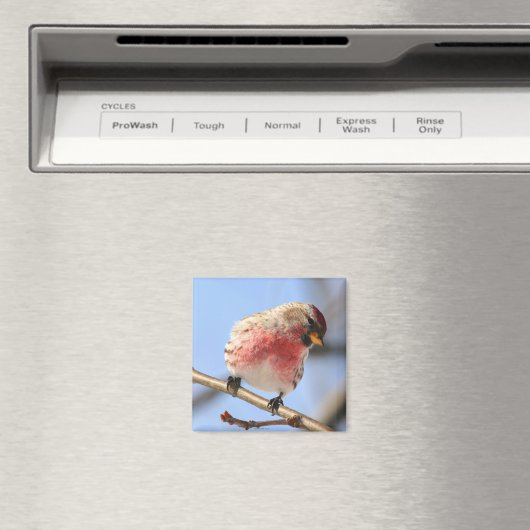 Kantelbare Redpoll Magnet (Insitu (Vaatwasser))