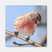 Kantelbare Redpoll Magnet (Voorkant)