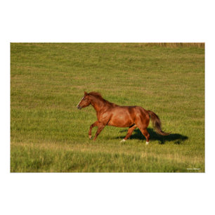 Kanteling van sorrel Mare en Ranch Pasture Equine  Poster