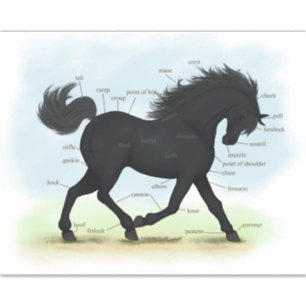 Kantelkaart voor zwarte paarden en voor anatomie b sticker
