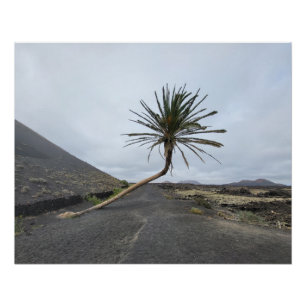 Kantelpalm, Lanzarote Perfect Poster