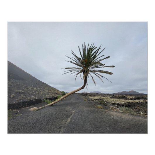 Kantelpalm, Lanzarote Perfect Poster (Voorkant)