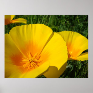 KANTOOR ART POPPIES Poppy Flowers 4 Art Prints