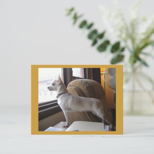 Kantoor Chihuahua Briefkaart (Staand voorkant)