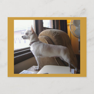 Kantoor Chihuahua Briefkaart