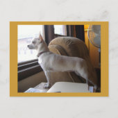 Kantoor Chihuahua Briefkaart (Voorkant)