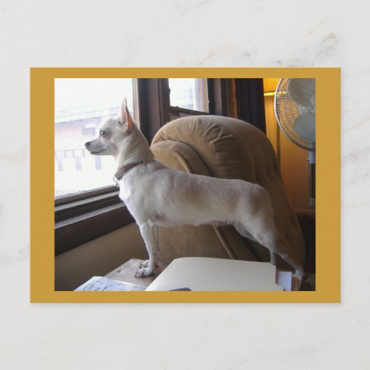 Kantoor Chihuahua Briefkaart (Voorkant)
