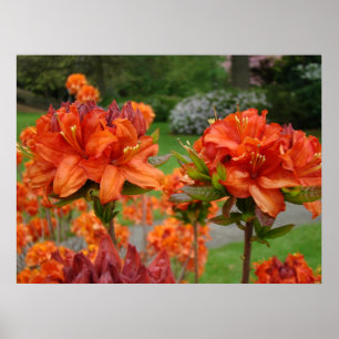 KANTOOR KUNSTDRUKKEN AZALEA'S 25 Oranje Azalea Tui Poster