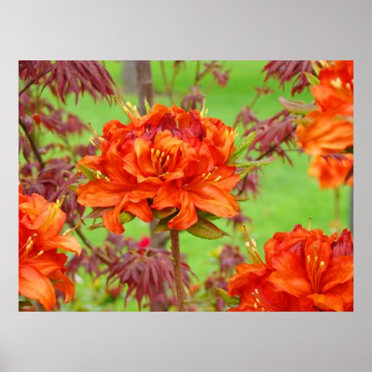 Kantoor kunstprints Oranje Rododendron Tuin Poster (Voorkant)