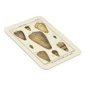  kapeltjes magneet (Rechterzijde)