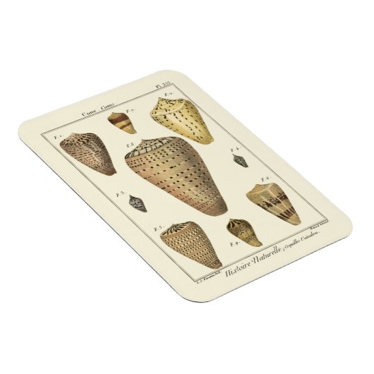  kapeltjes magneet (Rechterzijde)