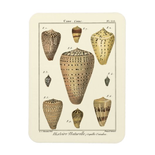  kapeltjes magneet (Verticaal)