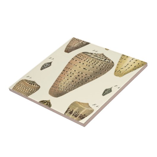  kapeltjes tegeltje (Zijkant)