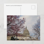 Kapitol en Cherry bloesems. Briefkaart (Voorkant / Achterkant)