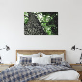 Kapok Tree @ Funchal Botanic Park, Portugal Canvas (Insitu (Slaapkamer))