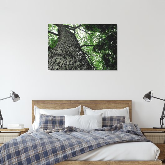 Kapok Tree @ Funchal Botanic Park, Portugal Canvas (Insitu (Slaapkamer))