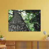 Kapok Tree @ Funchal Botanic Park, Portugal Canvas (Insitu (Woonkamer))