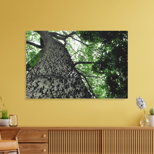 Kapok Tree @ Funchal Botanic Park, Portugal Canvas (Insitu (Woonkamer))